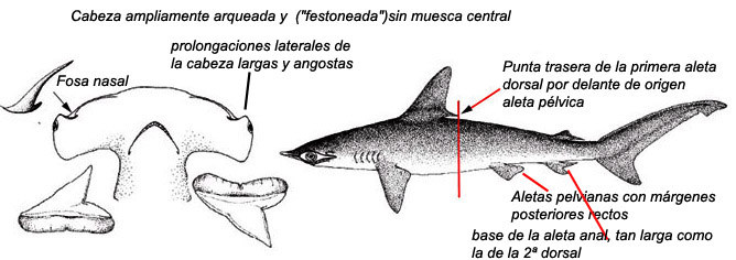 Sphyrna zygaena_0.jpg